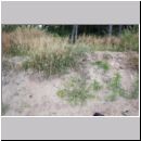 Sandgrube-Wallenhorst 07.jpg